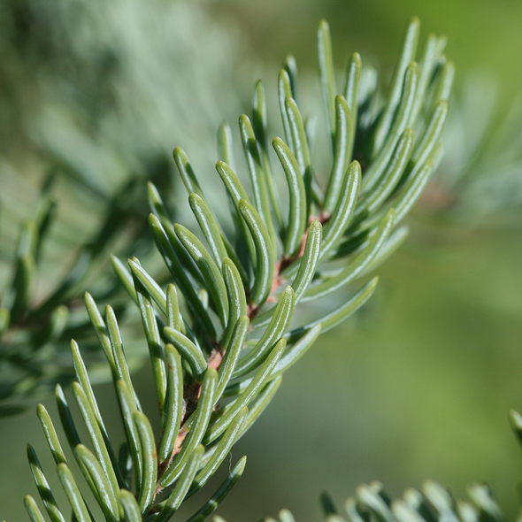 Organic Black Spruce Essential Oil