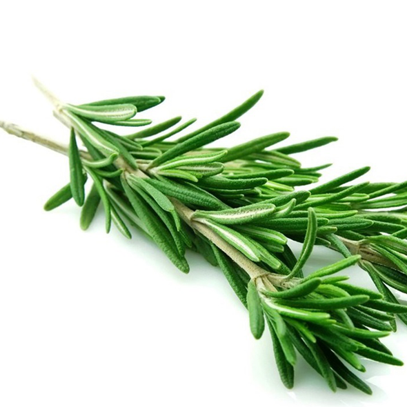 Organic Rosemary Cineol Essential Oil